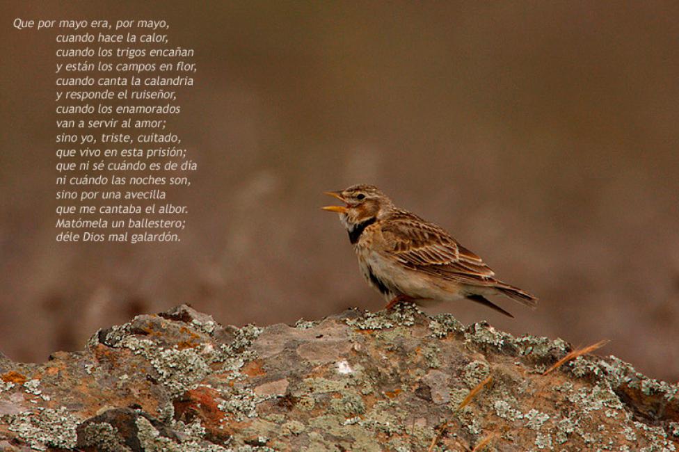 Cuando canta la calandria